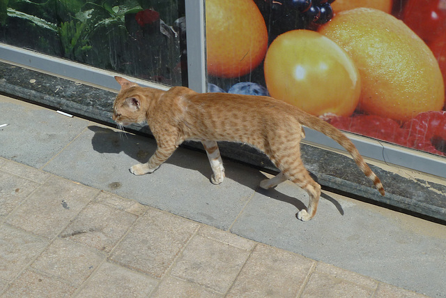 Dubai 2013 – Arabian cat