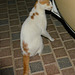 Dubai 2013 – Cat examining a car door