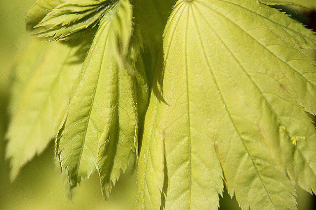 20100505 2959Aw [D~LIP] Gold-Ahorn (Acer shiras 'Aureum'), Bad Salzuflen