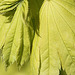 20100505 2959Aw [D~LIP] Gold-Ahorn (Acer shiras 'Aureum'), Bad Salzuflen
