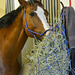 Dubai 2013 – Getting his snout in the hay