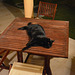 Dubai 2013 – Cat on a cool wooden table