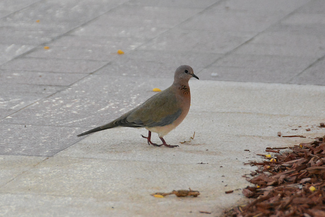 Dubai 2013 – Dove on a walk