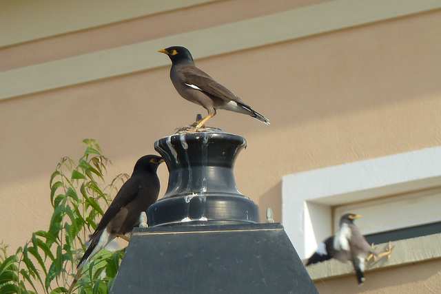 Dubai 2013 – Common Mynah