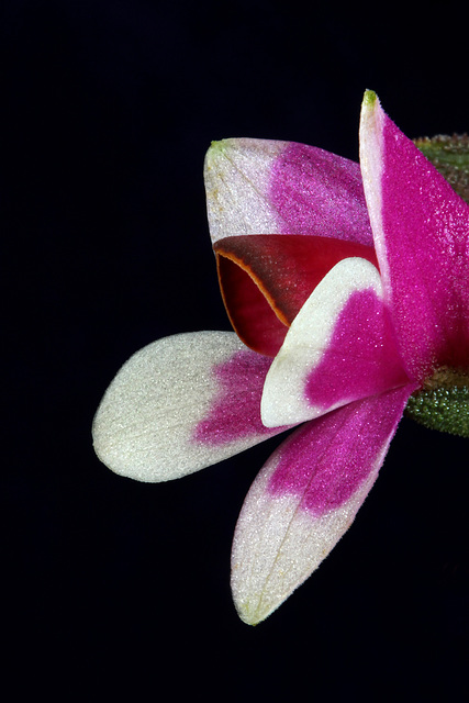 Dendrobium cuthbertsonii bicolor