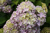 01.HydrangeaBush.RiverPark.SW.WDC.28May2010