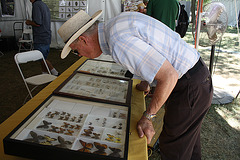 ButterflyDisplay.NMNH.SmithsonianFolklifeFestival.WDC.3July2010