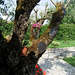 A-dos-Ruivos, olive tree (3)