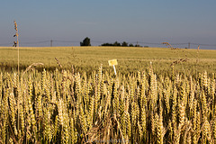 Ein Schild im Kornfeld