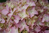 02.HydrangeaBush.RiverPark.SW.WDC.28May2010