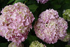 04.HydrangeaBush.RiverPark.SW.WDC.28May2010