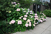 05.HydrangeaBush.RiverPark.SW.WDC.28May2010