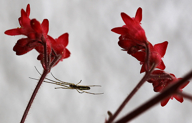 20100529 4671Mw [D~LIP] Bergstreckerspinne (Tetragnatha montana), Purpurglöckchen, Bad Salzuflen