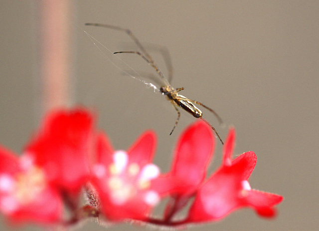 20100529 4672Mw [D~LIP] Bergstreckerspinne (Tetragnatha montana), Purpurglöckchen, Bad Salzuflen