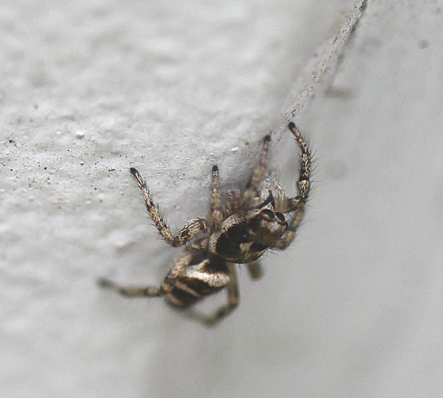 20100529 4677Mw [D~LIP] Zebra-Springspinne (Salticus scenicus), Bad Salzuflen