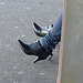 Young sexy Lady in pending straps high-heeled boots with tight jeans /  Jeune Suédoise en bottes de cuir à talons hauts aux courroies pendantes - Ängelholm / Suède - Sweden. 23 octobre 2008