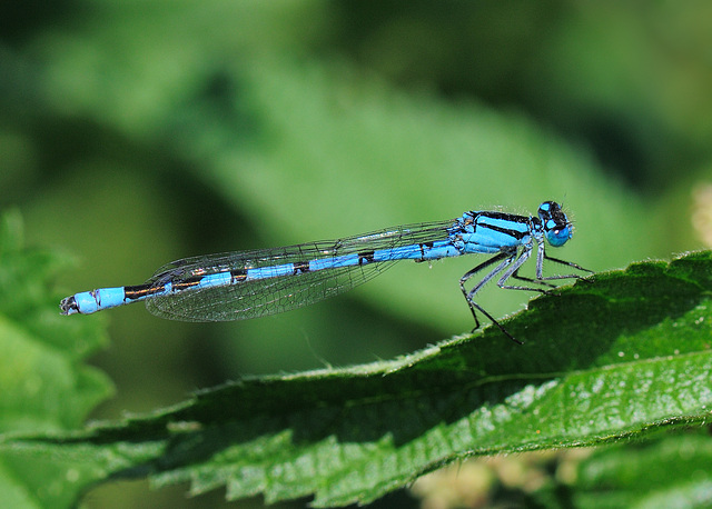 Common Blue Damselfly