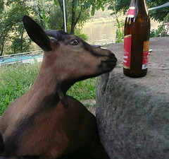 Neugierig - Bockbier ?