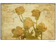Pressed Flowers Lenabem Envelope Texture