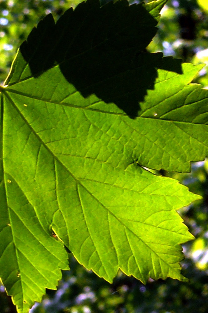 Feuille à feuille