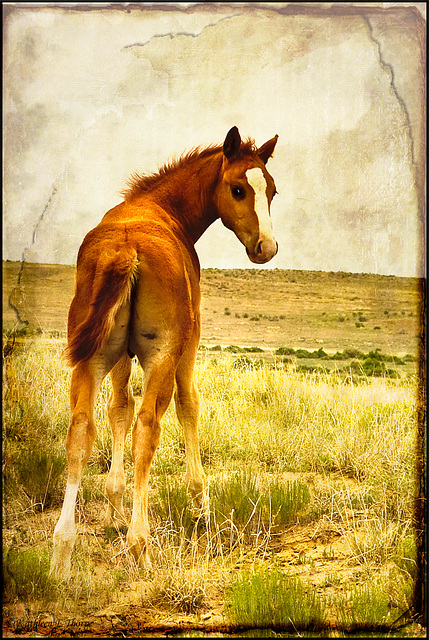 Nageezi Navajo Filly - Lenabem Texture