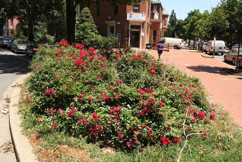 01.RoseGarden.FreedomMarket.1901NH.NW.WDC.8June2010