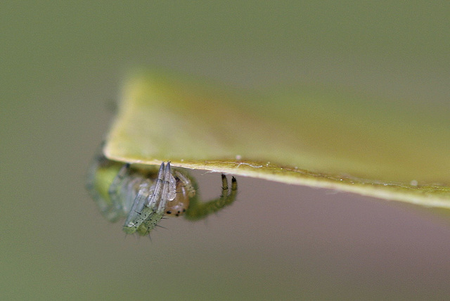 Araniella cucurbitina