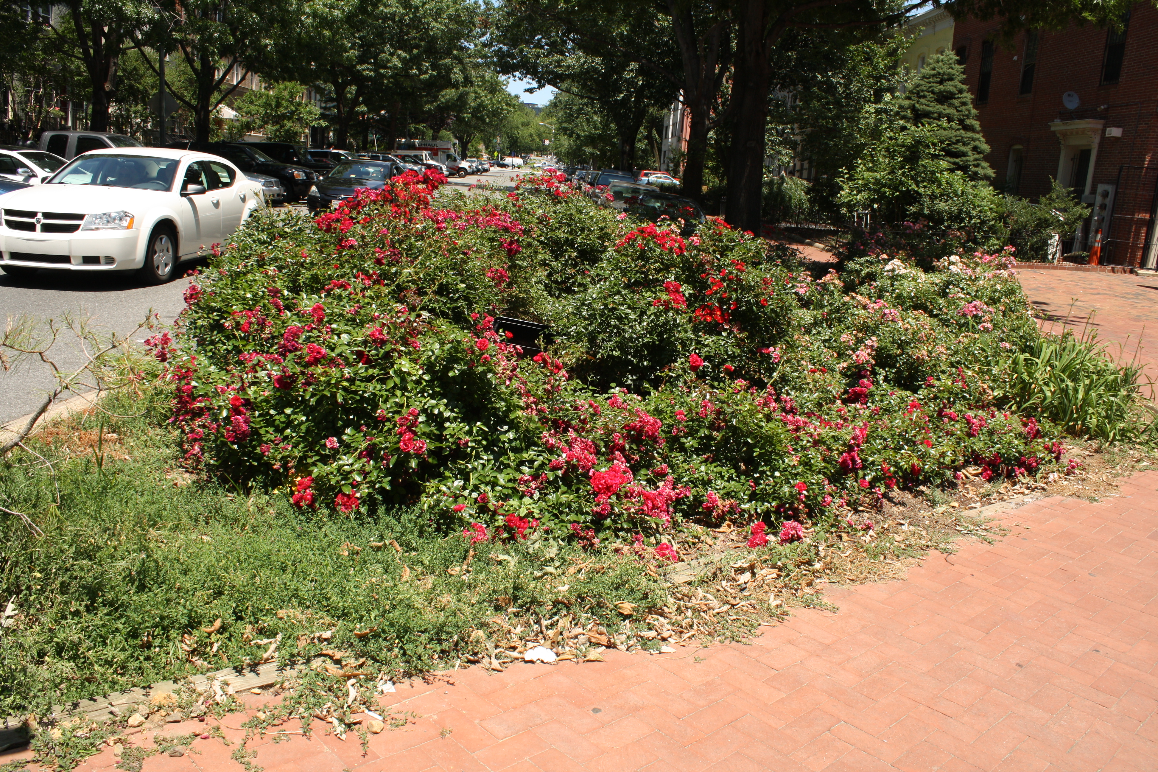 02.RoseGarden.FreedomMarket.1901NH.NW.WDC.8June2010