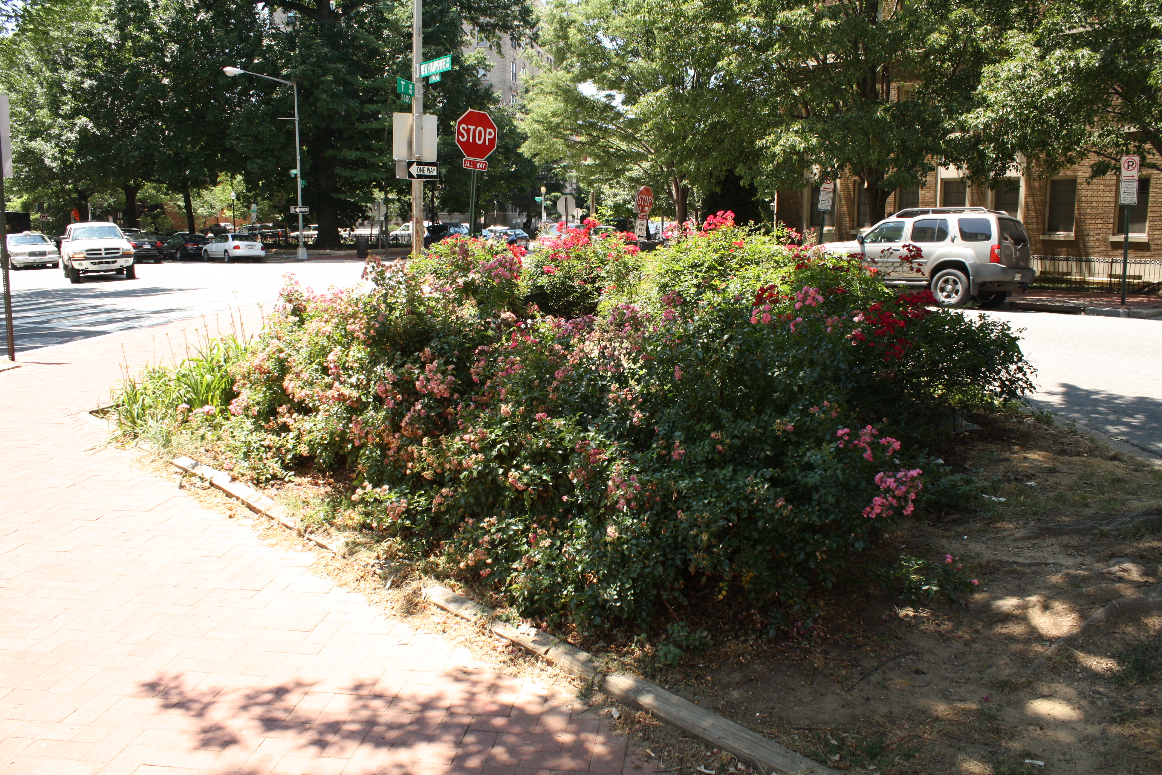 04.RoseGarden.FreedomMarket.1901NH.NW.WDC.8June2010