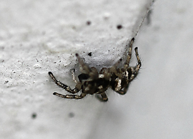 20100529 4681Mw [D~LIP] Zebra-Springspinne (Salticus scenicus), Bad Salzuflen