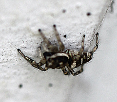 20100529 4682Mw [D~LIP] Zebra-Springspinne (Salticus scenicus), Bad Salzuflen