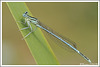libellules 1