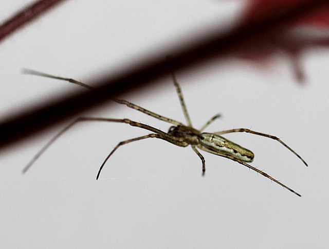 20100529 4684Mw [D~LIP] Bergstreckerspinne (Tetragnatha montana), Bad Salzuflen