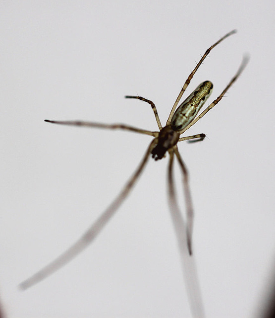 20100529 4685Mw [D~LIP] Bergstreckerspinne (Tetragnatha montana), Bad Salzuflen