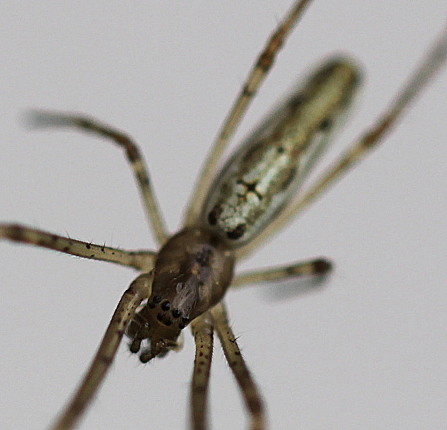 20100529 4686Mw [D~LIP] Bergstreckerspinne (Tetragnatha montana), Bad Salzuflen