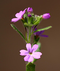 20100529 4690Mw [D~LIP] Weidenröschen (Epilobium), Bad Salzuflen