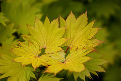 20100529 4694Mw [D~LIP] Gold-Ahorn (Acer shiras 'Aureum'), Bad Salzuflen