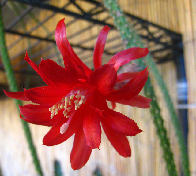 Cactus Flower (5825)
