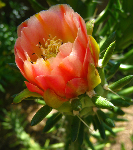 Cactus Flower (5847)