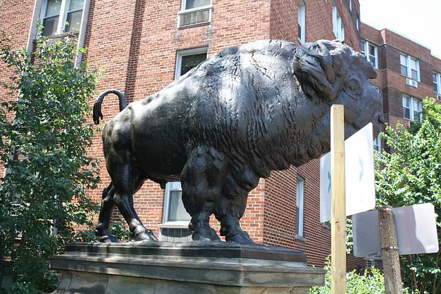 06.Bisons.AlexanderPhimisterProctor.QStreetBridge.NW.WDC.21June2010