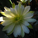 Cereus Bloom (5827)