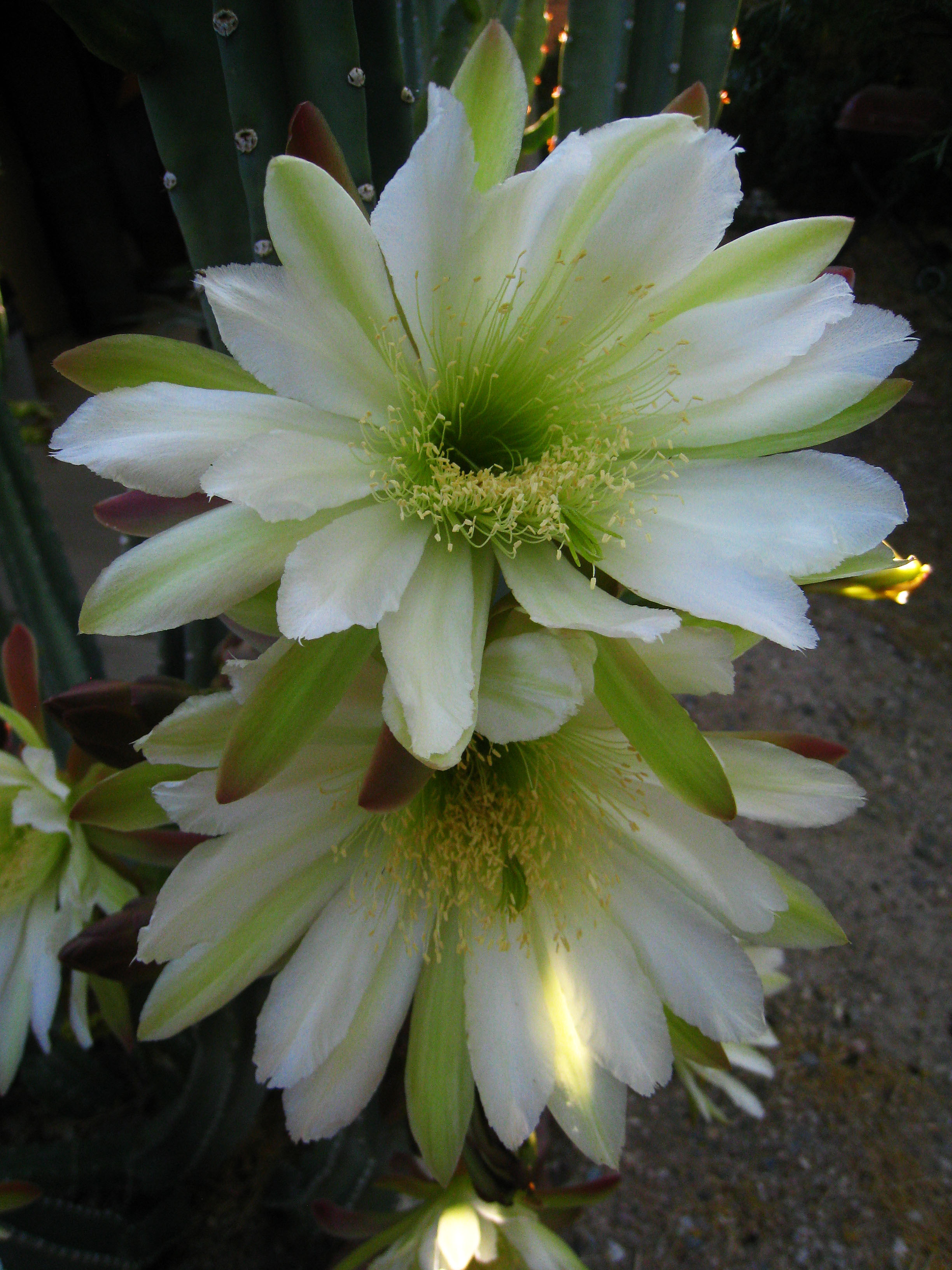 Cereus Bloom (5829)