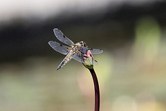 20100616 5729Aw [D~BI] Vierfleck (Libellula quadrimaculata) [M], Botanischer Garten, Bielefeld