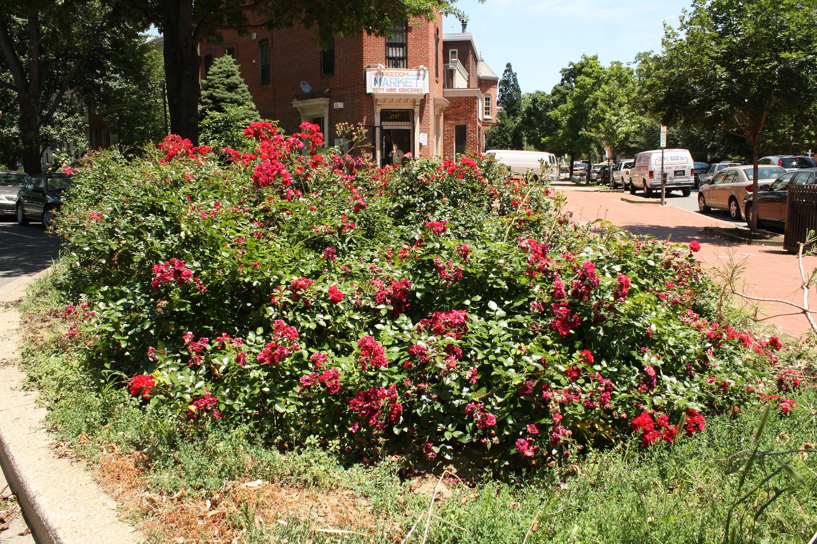 07.RoseGarden.FreedomMarket.1901NH.NW.WDC.8June2010