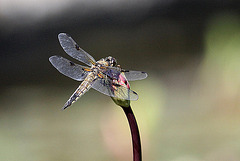 20100616 5730Aw [D~BI] Vierfleck (Libellula quadrimaculata) [M], Botanischer Garten, Bielefeld