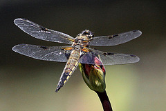 20100616 5741Aw [D~BI] Vierfleck (Libellula quadrimaculata) [M], Botanischer Garten, Bielefeld