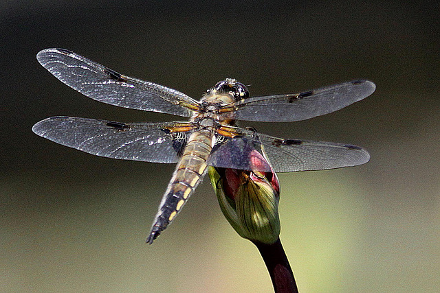 20100616 5741Aw [D~BI] Vierfleck (Libellula quadrimaculata) [M], Botanischer Garten, Bielefeld