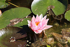 20100616 5840Mw [D~BI] Seerose, Botanischer Garten, Bielefeld