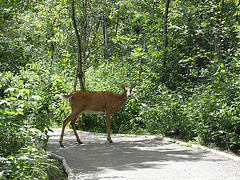 Je traverse le sentier