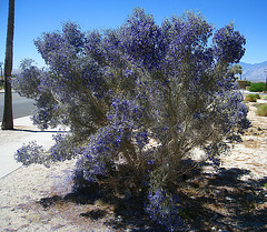 Smoke Tree at Fifth and Palm (5912)